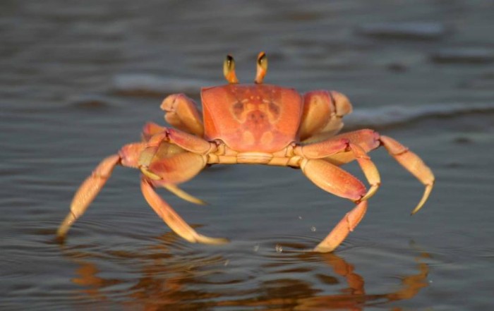 Crab Fun Facts Mobile Cuisine