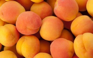 apricot fun facts