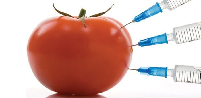 genetically modified