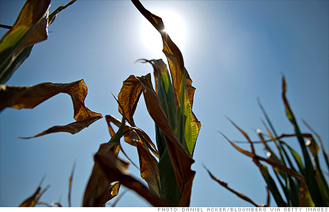 corn-crop-forecast