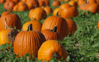 pumpkin fun facts