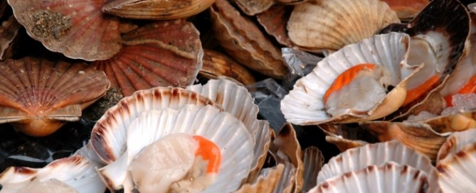 scallop fun facts