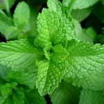 peppermint fun facts