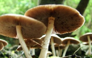 mushroom fun facts