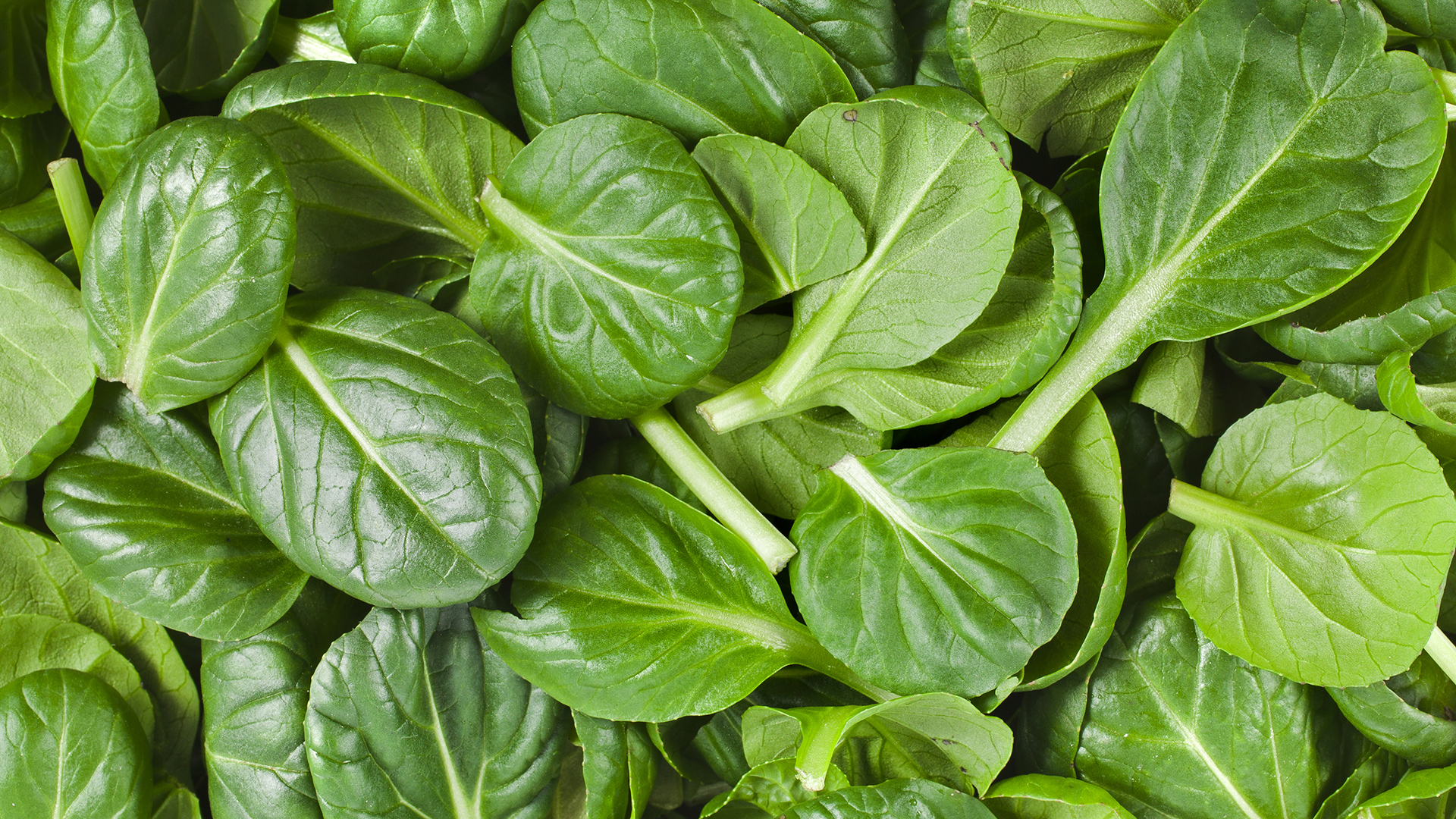 Spinach Fun Facts Mobile Cuisine