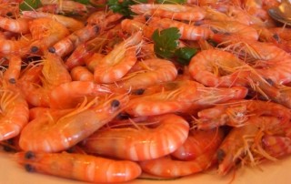 shrimp fun facts