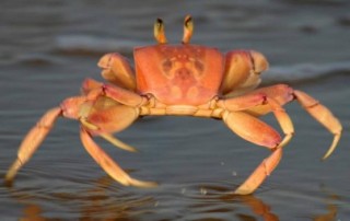 crab fun facts