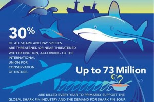 shark awareness day