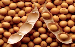 soybean fun facts