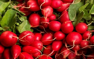 radish fun facts