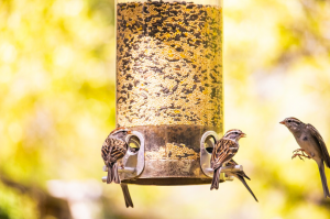 popular bird feeder