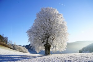δέντρο το χειμώνα