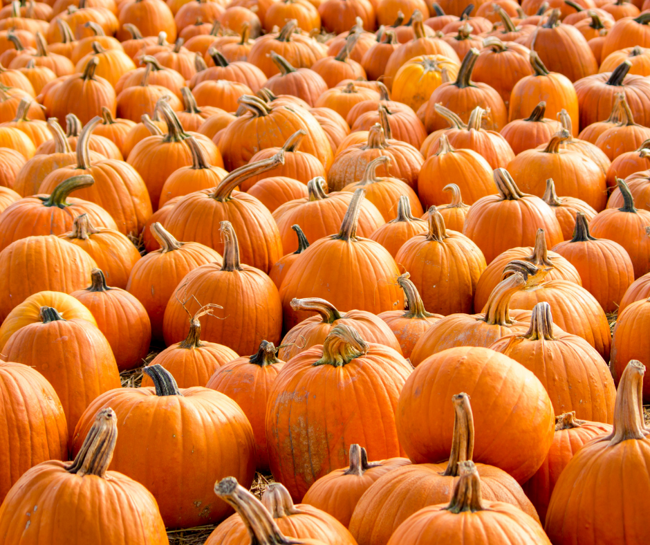 250+ Cute Pumpkin Related Captions for Carving, Babies, and More